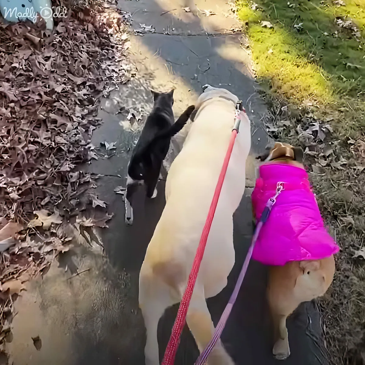 Dog and catv