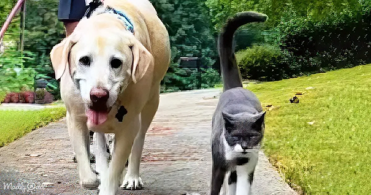 Oliver the Cat Cherishes Walks With Canine Best Friends
