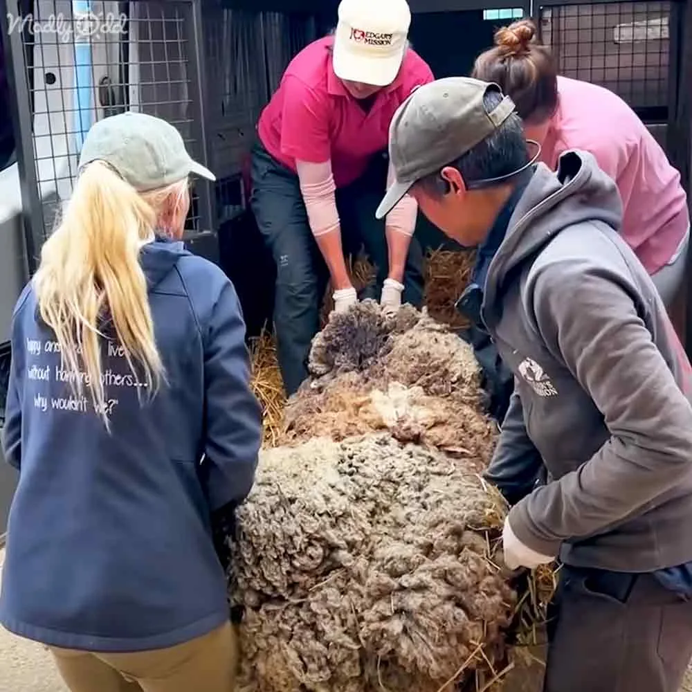 A sheep with heavily matted wool is being attended to by a group of people in a barn setting.