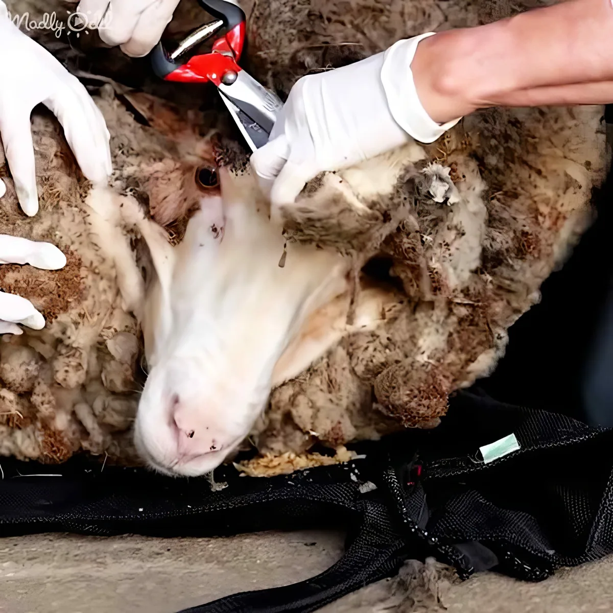 A sheep is being sheared by someone wearing gloves, with a red tool cutting its wool.