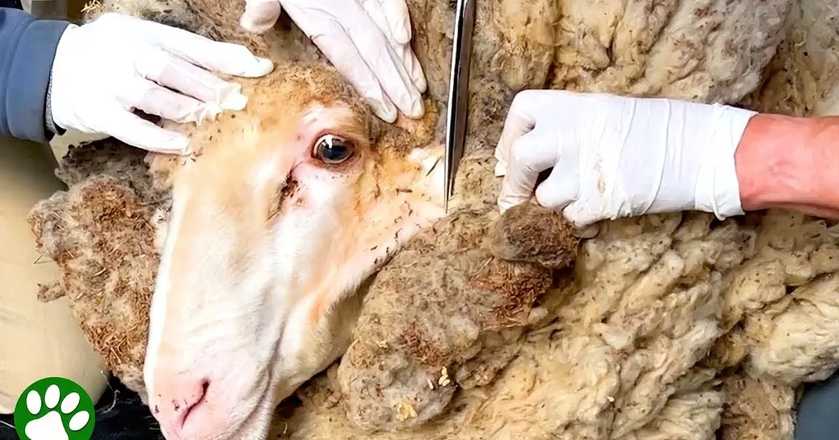 Neglected Sheep Transforms After 90-Pound Wool Rescue