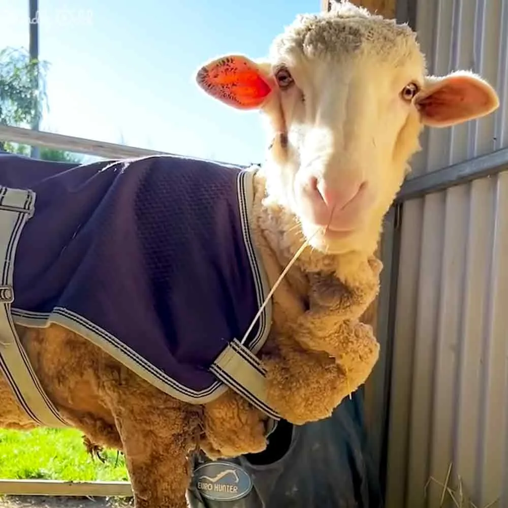 A sheep wearing a navy blue coat with white trim stands near a metal fence, looking directly at the camera.