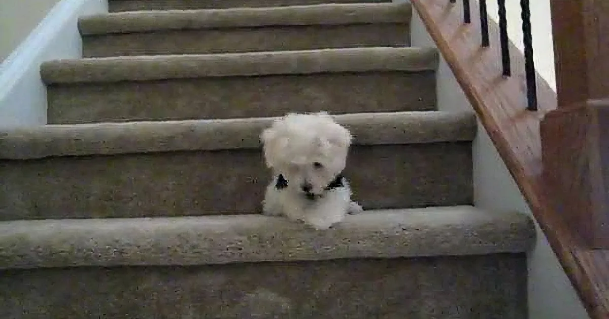 Muffin the Maltipoo Conquers Scary Stairs for a Treat