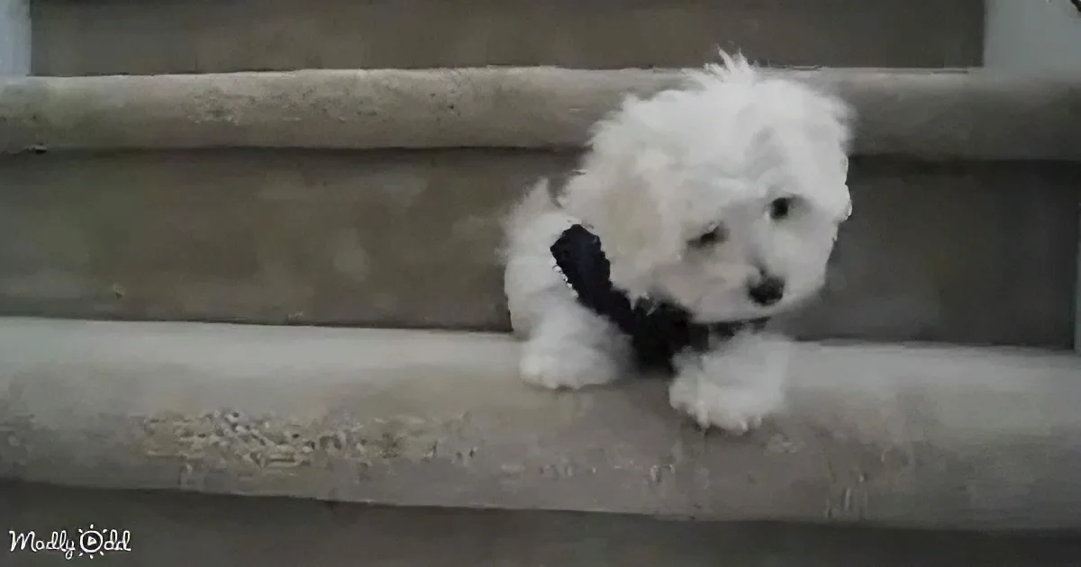 A fluffy white puppy wearing a black bow tie is sitting on a beige staircase.