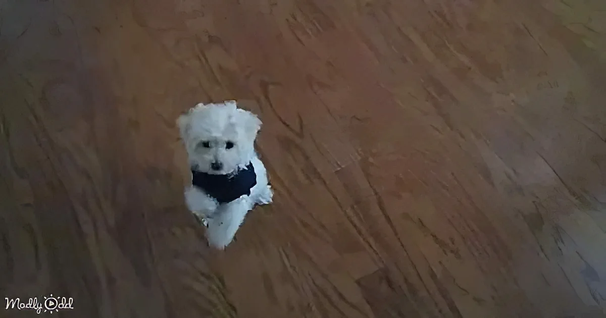 A small white dog wearing a black bandana sits on a wooden floor, looking up.