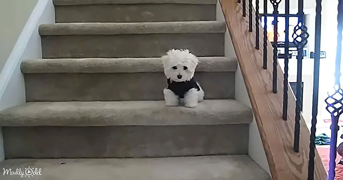 A small white dog wearing a black harness sits on a beige carpeted staircase.