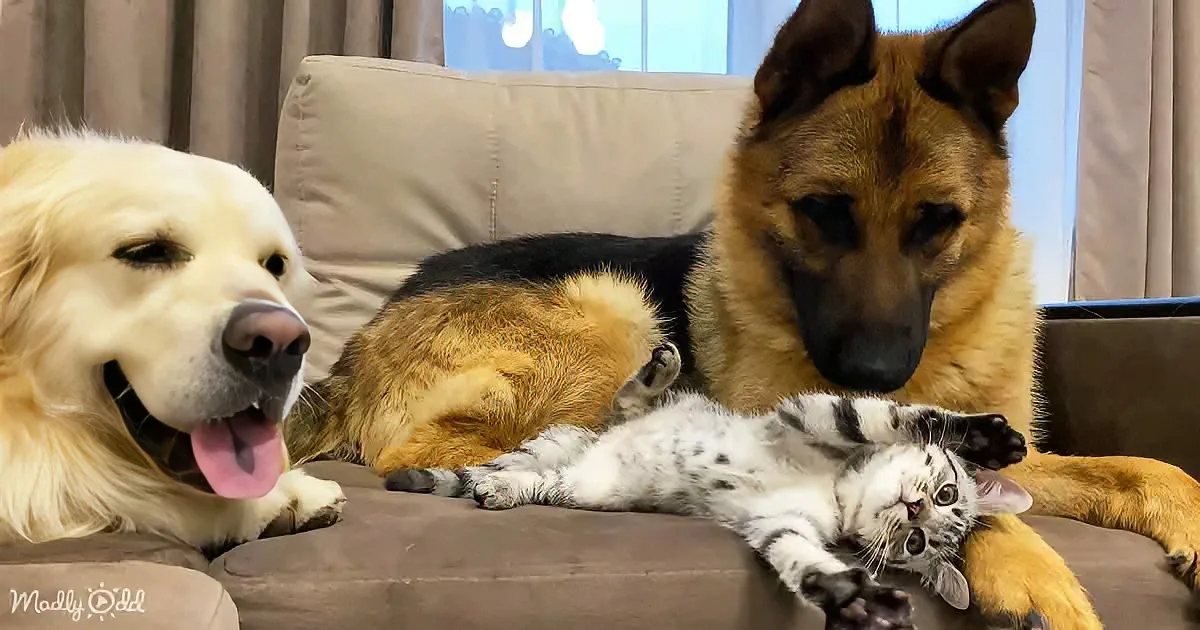 A German Shepherd and a Golden Retriever rest on a couch, with a kitten nestled between them.