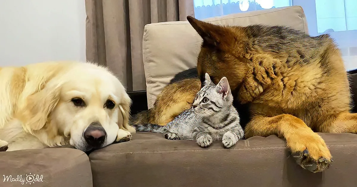 A German Shepherd and a Golden Retriever rest on a couch, with a kitten nestled between them.