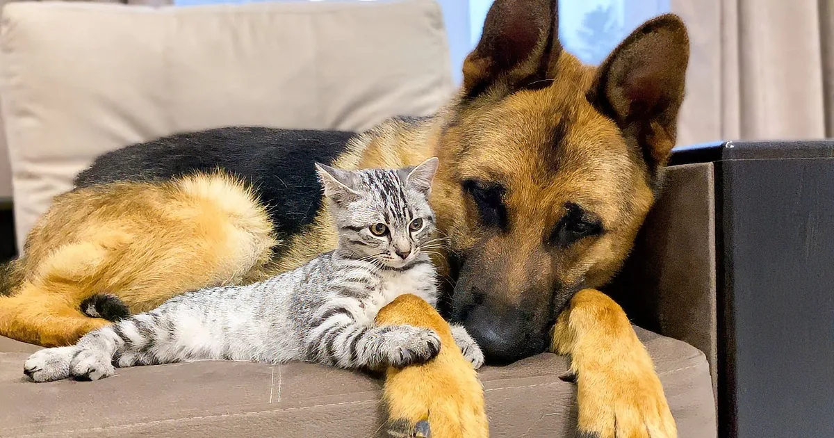 Kitten Finds Loving Big Brothers in German Shepherd and Golden Retriever