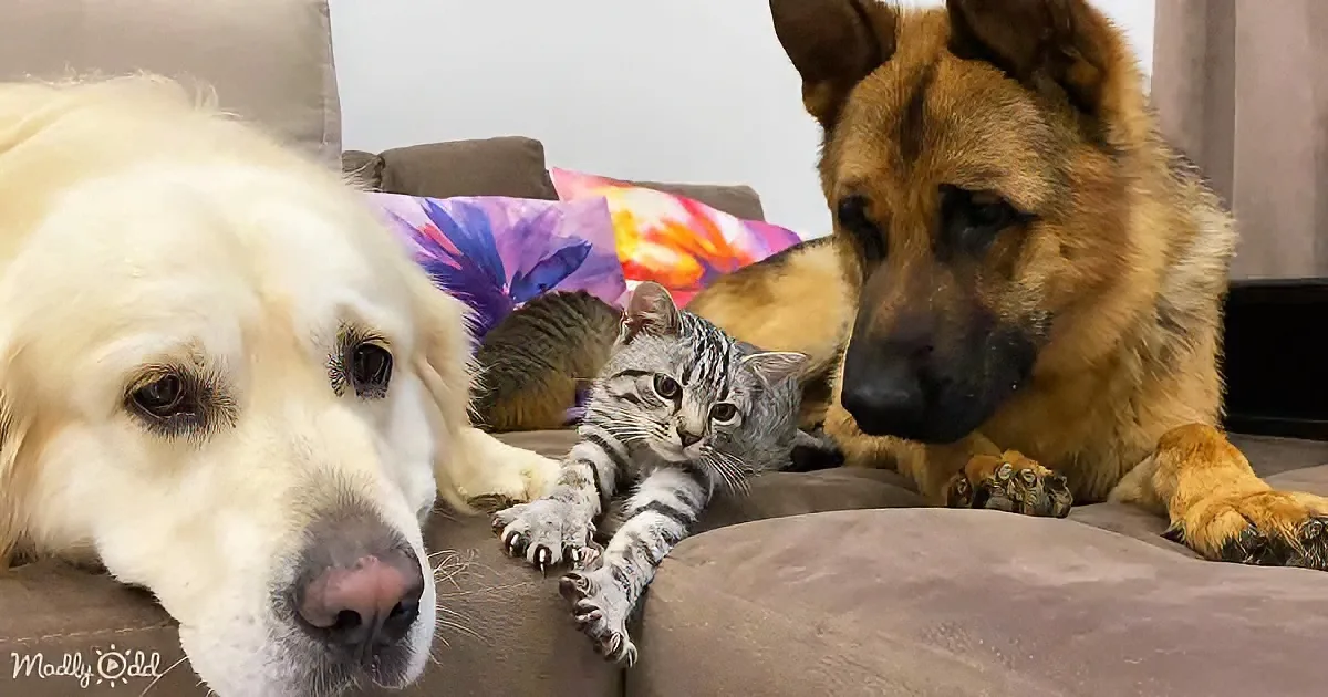 A golden retriever, a tabby kitten, and a German Shepherd are lounging together on a couch.