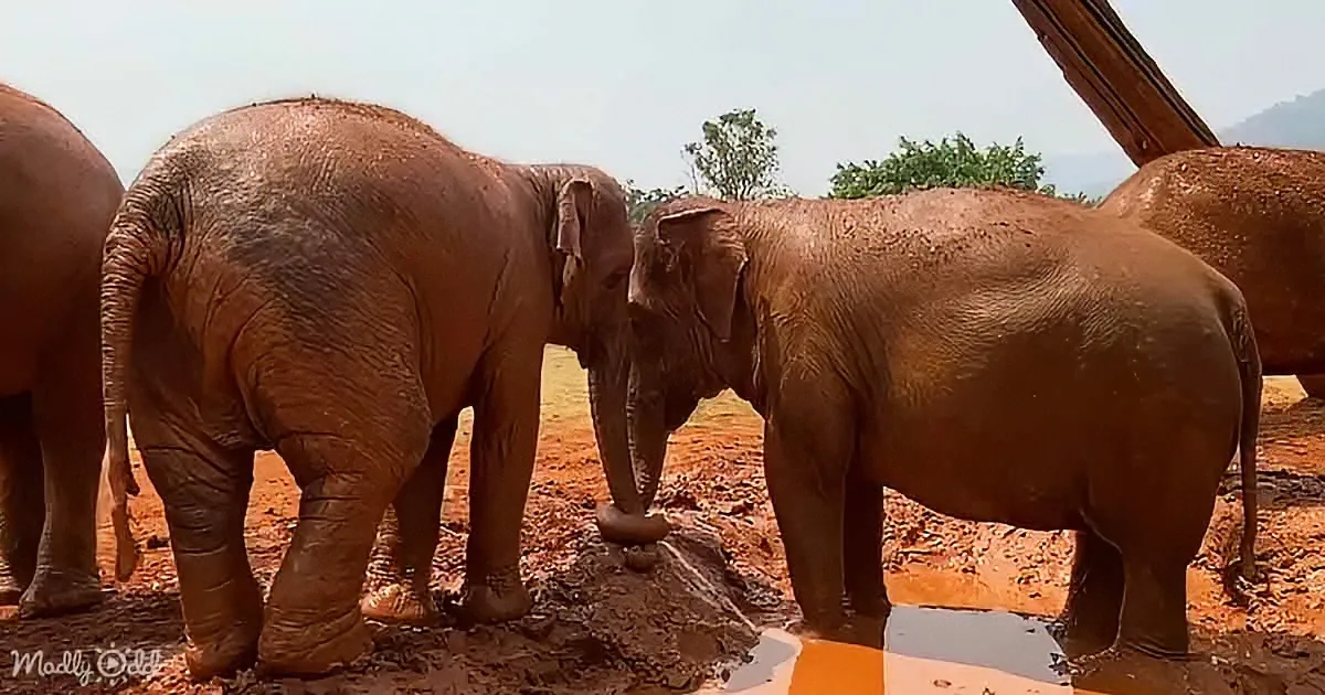 Elephants are playing in a muddy area, with one using its trunk to splash water.