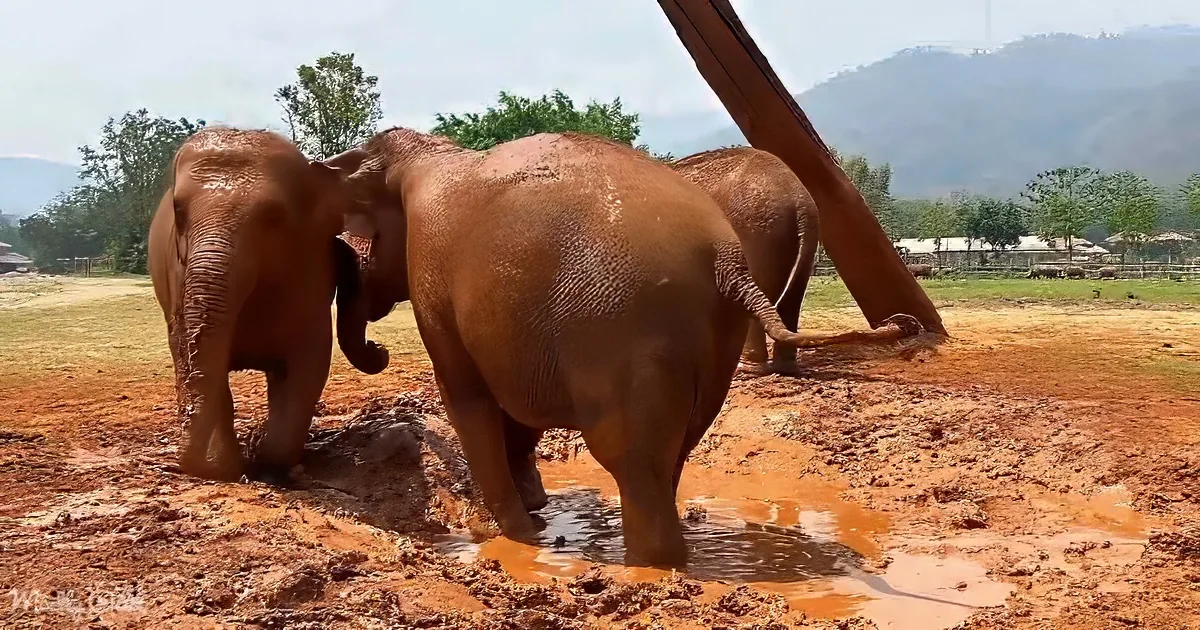Three elephants are wallowing in muddy water, enjoying their time in a natural setting.