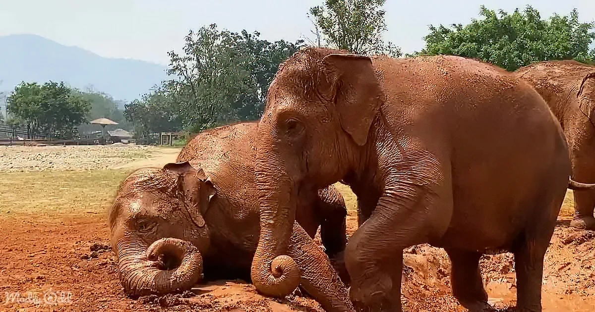 Unforgettable Elephants' Tender Embrace in Mud Bath Melts Hearts