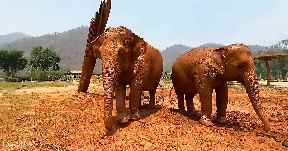 Two elephants stand on reddish-brown dirt, one with a raised trunk, under a clear sky with distant hills.