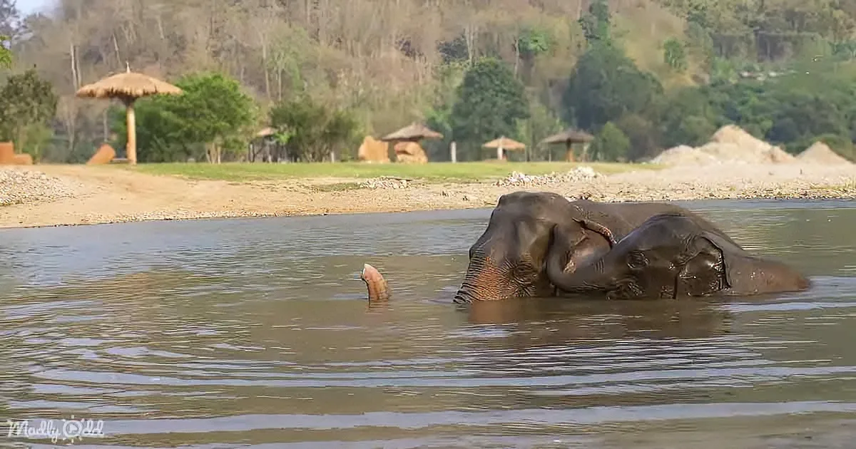 An elephant is partially submerged in water, with its head and part of its body visible above the surface.