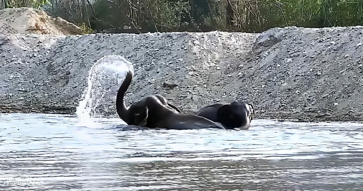 An elephant is playfully splashing water with its trunk in a shallow body of water.