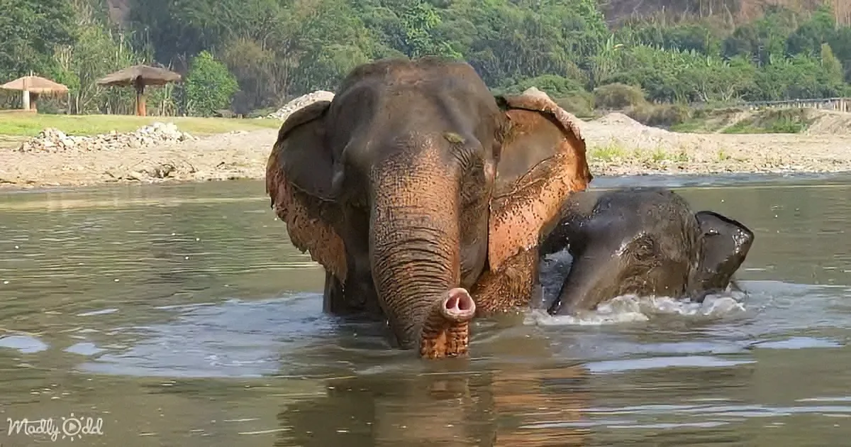 Mother and Baby Elephant's Heartwarming First Swim Together