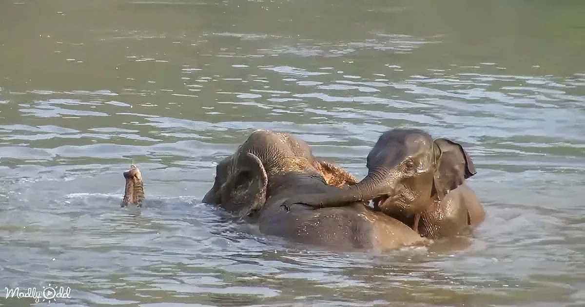 Two elephants are playfully interacting in water, with one using its trunk to touch the other's head.