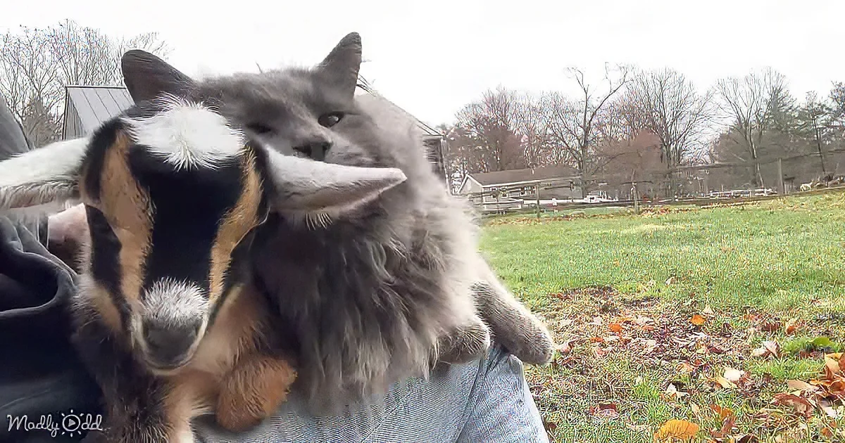 Adorable cat and goat