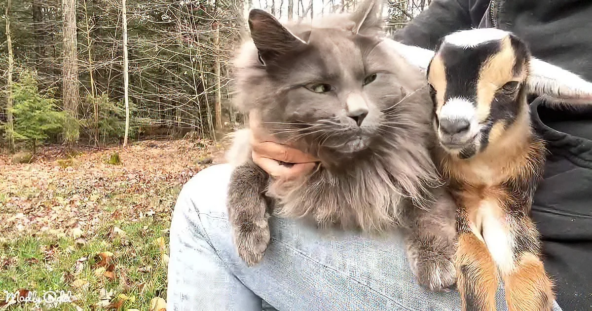 Adorable cat and goat