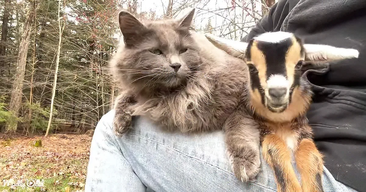 Adorable Cat and Baby Goat Form Unbreakable Cuddle Bond