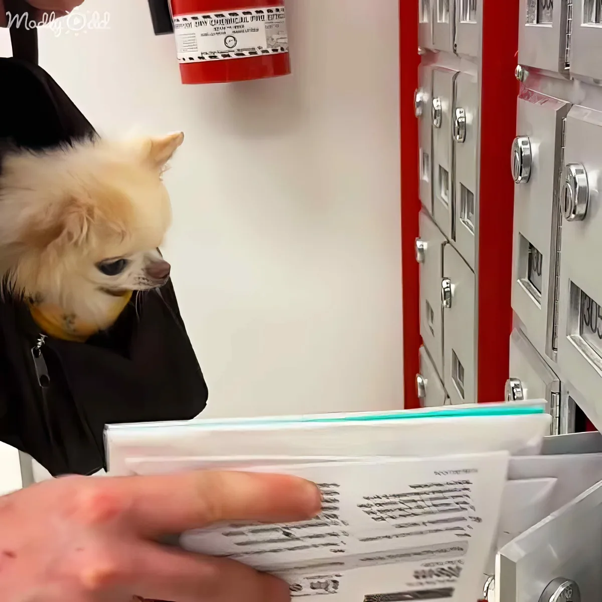 A fluffy dog with a yellow collar looks at a person holding a stack of papers in front of a row of lockers.