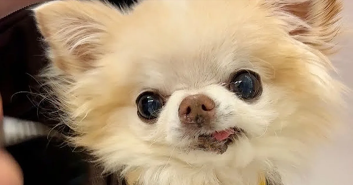 Beloved Chihuahua Cedric Spreads Joy With Enchanting Fan Mail Moments