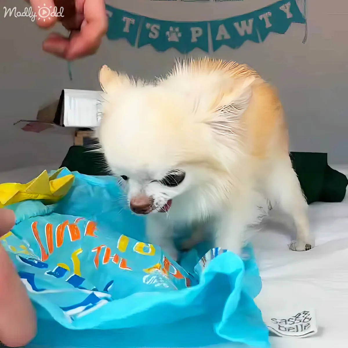 A fluffy white dog with a blue shirt and a hand holding a gift bag.