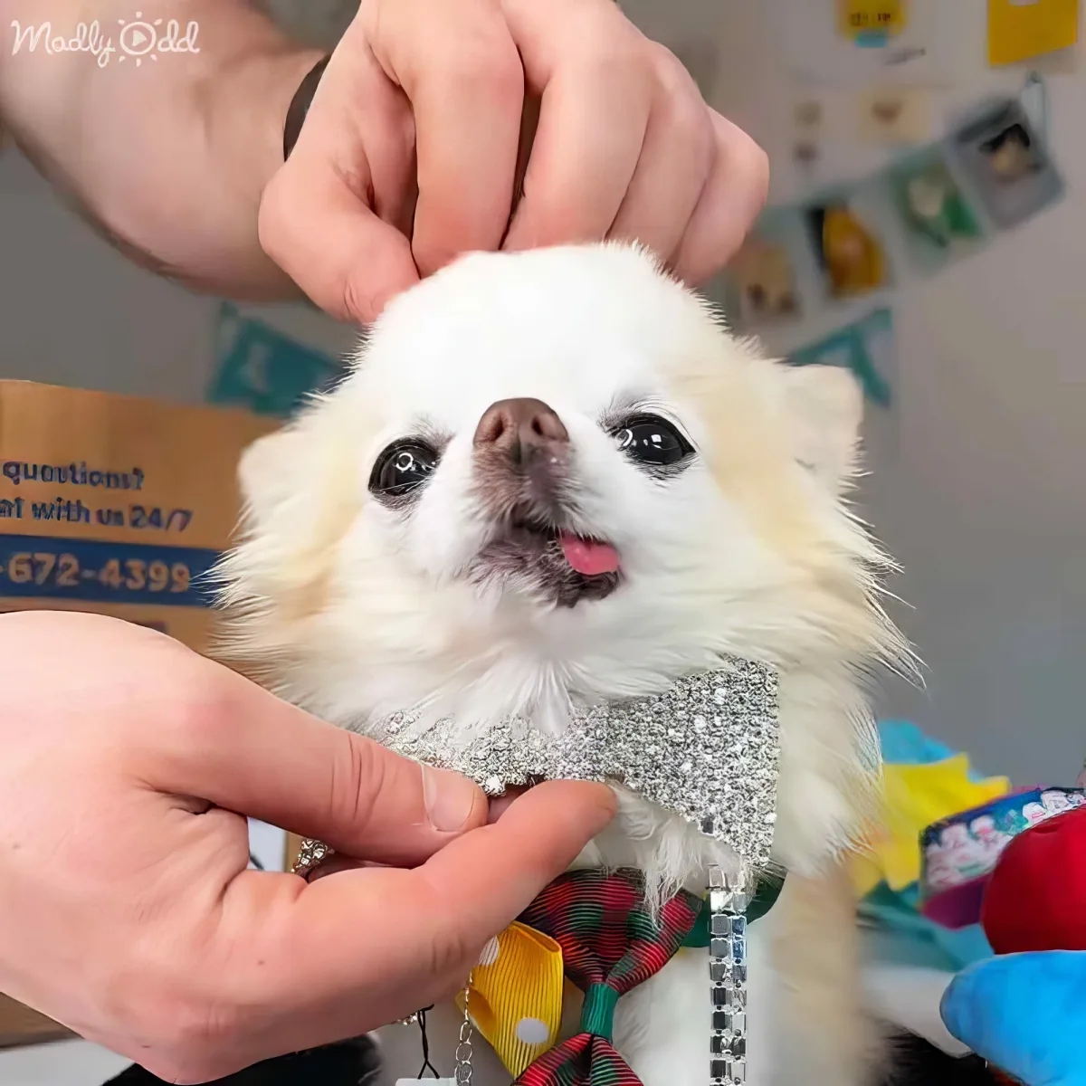 A small white dog with a pink tongue, wearing a bow tie and glittery vest, being held by a person.