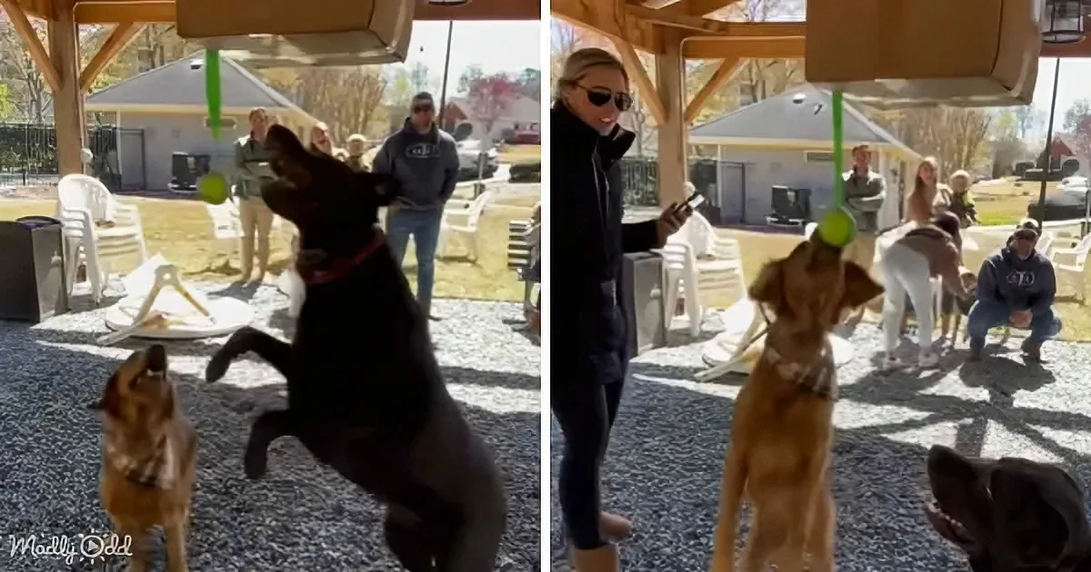 A black dog jumps to catch a green ball while another dog watches, with people and a gazebo in the background.
