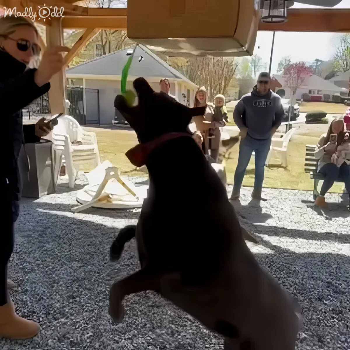 A dog stands on its hind legs, reaching up to a hanging object while people watch in the background.