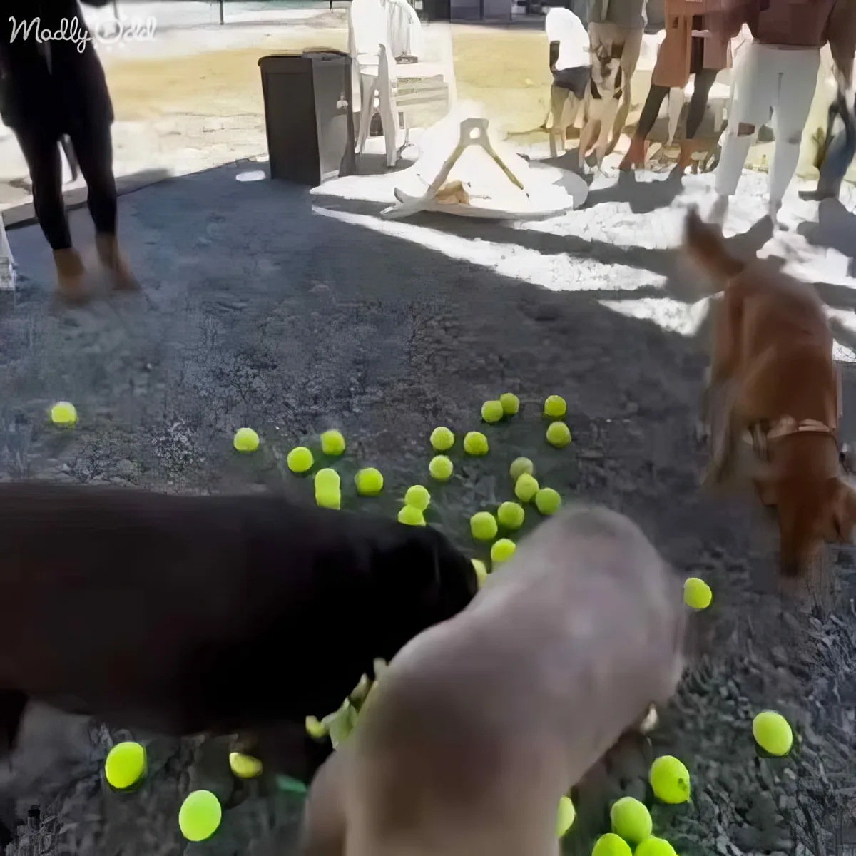 Three dogs play with tennis balls on a gravel surface near people and chairs.