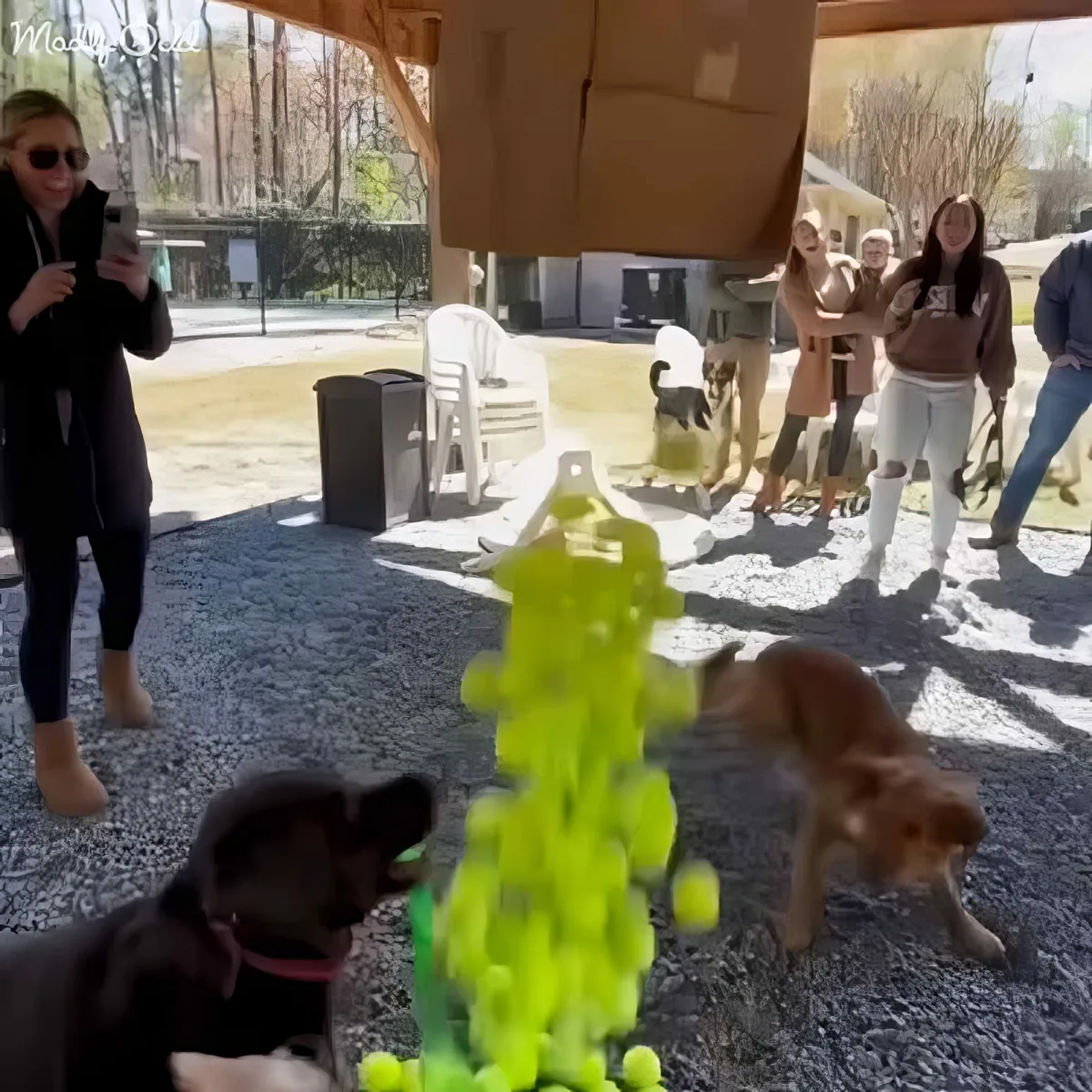 Two dogs play with a tall stack of tennis balls as people watch in the background.