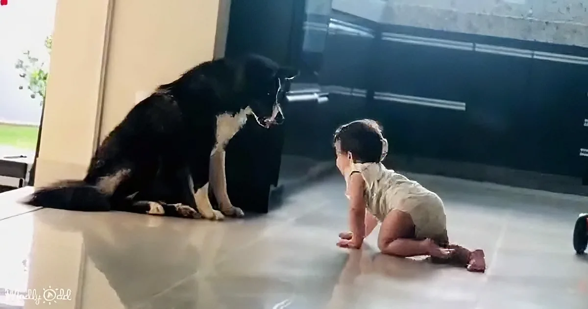 A baby and a dog face each other, both on their hands and knees, seemingly interacting.