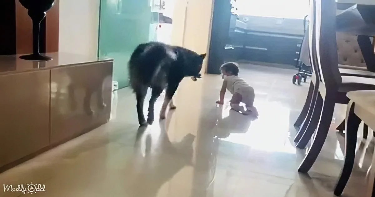 A black cat and a baby are facing each other on a shiny floor in a well-lit room.