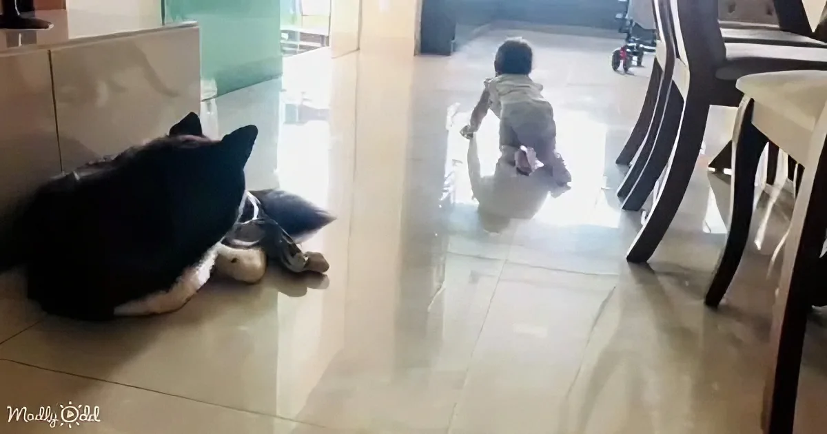 A black and white cat rests near a stuffed toy as a child runs out of a bright doorway.