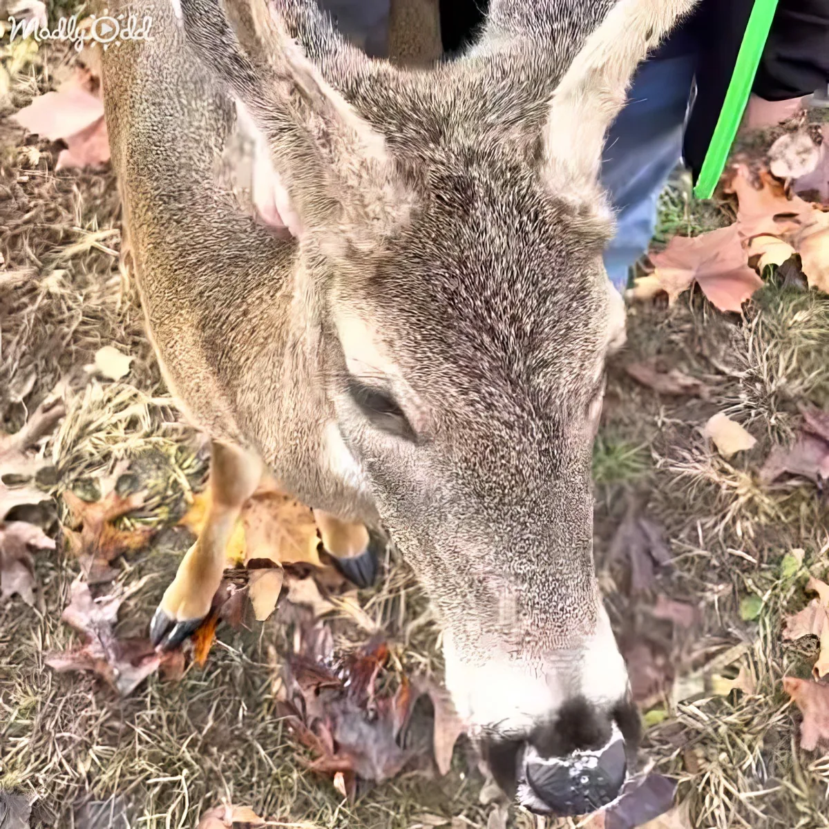 A close-up of a deer's face with antlers, standing amidst fallen leaves on the ground.