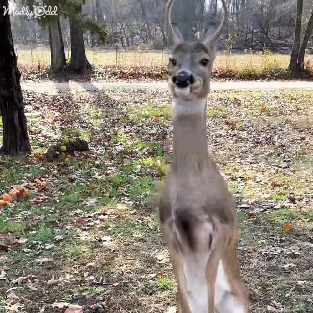 A deer stands in a forested area with fallen leaves, looking directly at the camera.