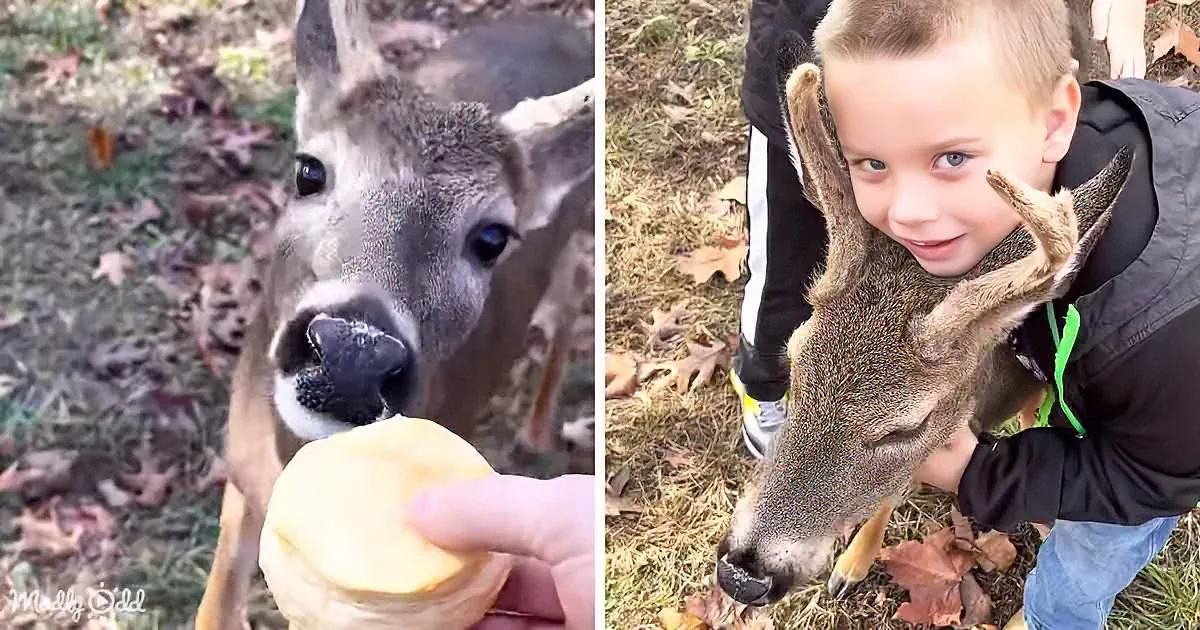 The Affectionate Deer Charms Everyone With His Love for Family