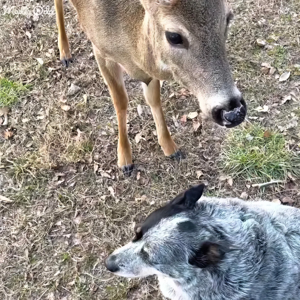 A deer and a dog are facing each other on a grassy ground with scattered leaves.