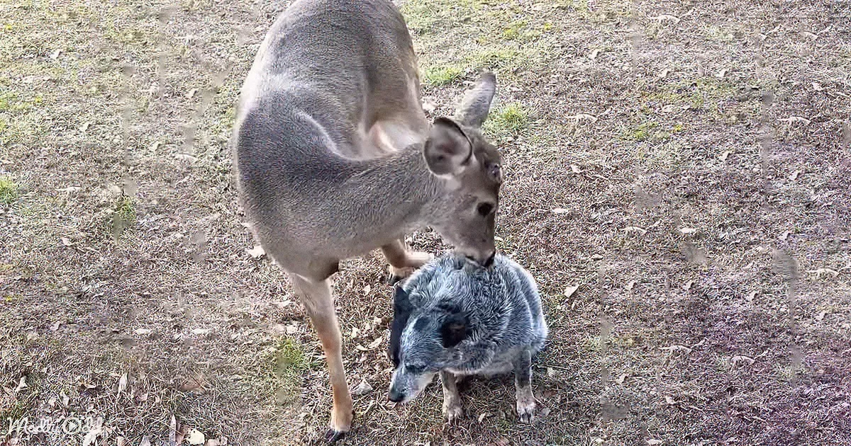 A deer and a dog are interacting closely, with the deer nuzzling the dog's head.