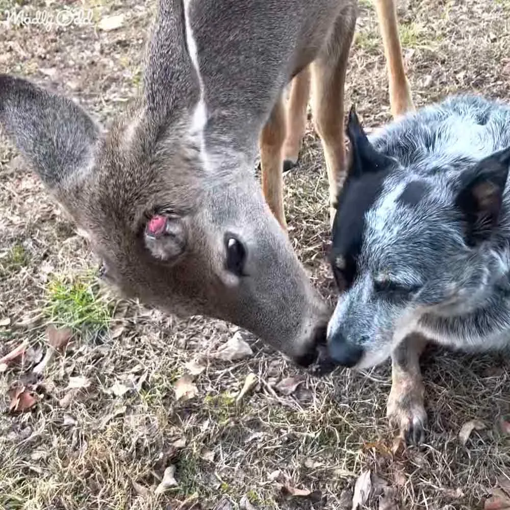 A deer and a dog nose-to-nose on grass, showing mutual curiosity and connection.