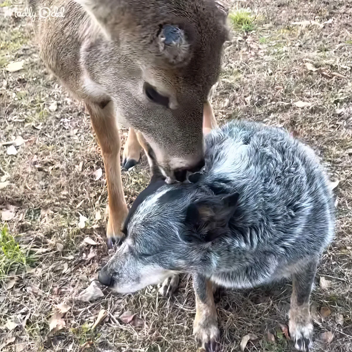 A deer nuzzles a blue heeler dog in a grassy area.