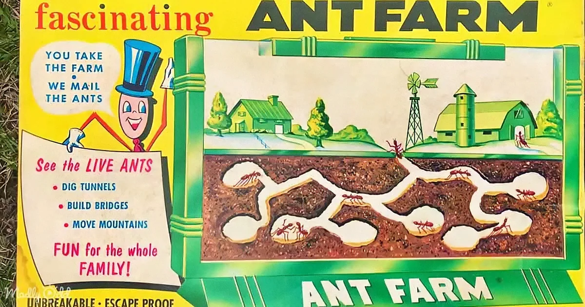 When Ant Farms Ruled: Treasured Childhood Memories of the 1960s
