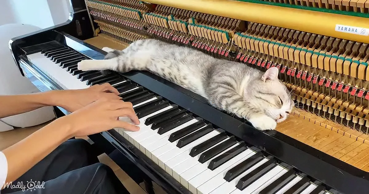 A cat sleeps peacefully on a piano as a person plays, with the cat's paws resting on the keys.