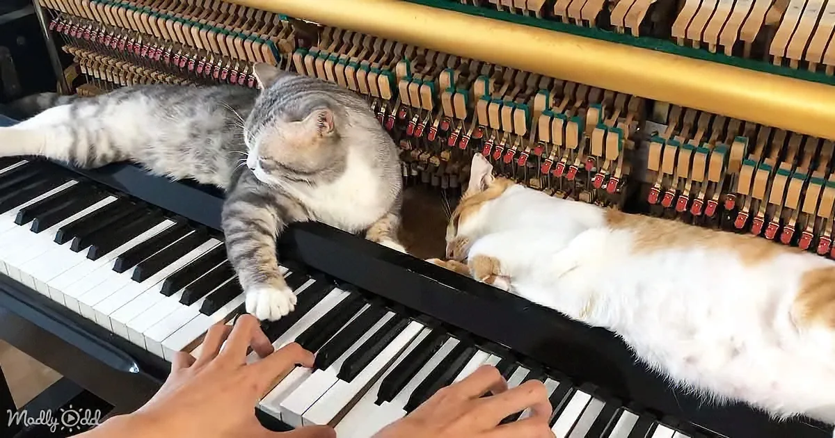 Two cats lounge on a piano as a person plays, with one cat's paw on the keys.