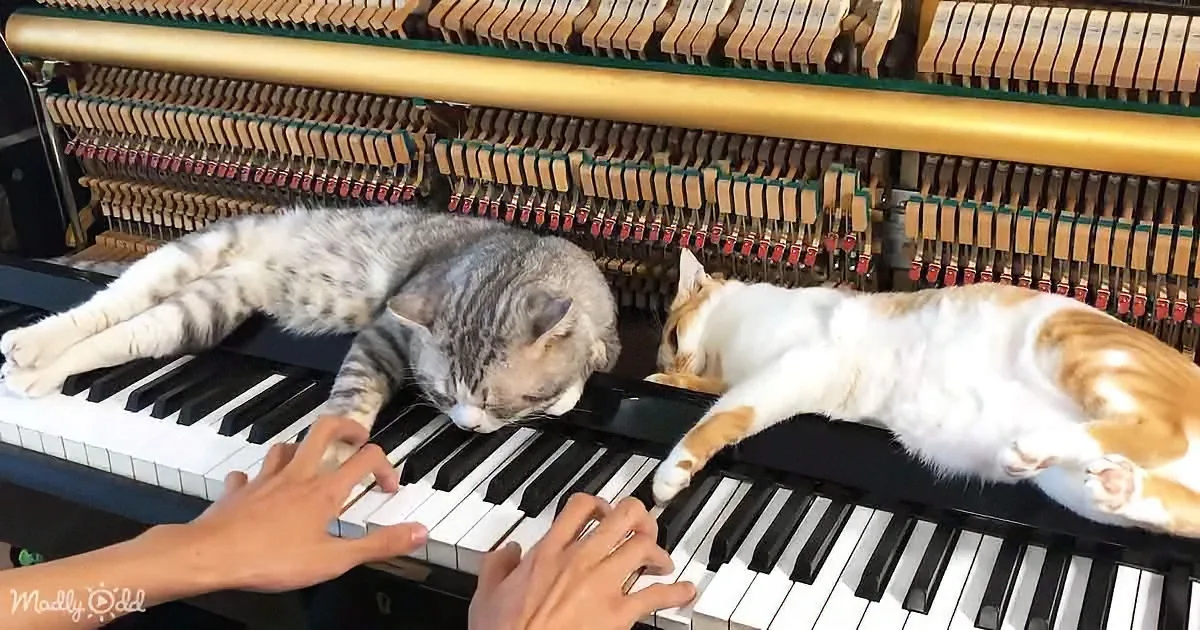 Two cats lounging on a piano keyboard, one person playing, with intricate piano mechanics visible.