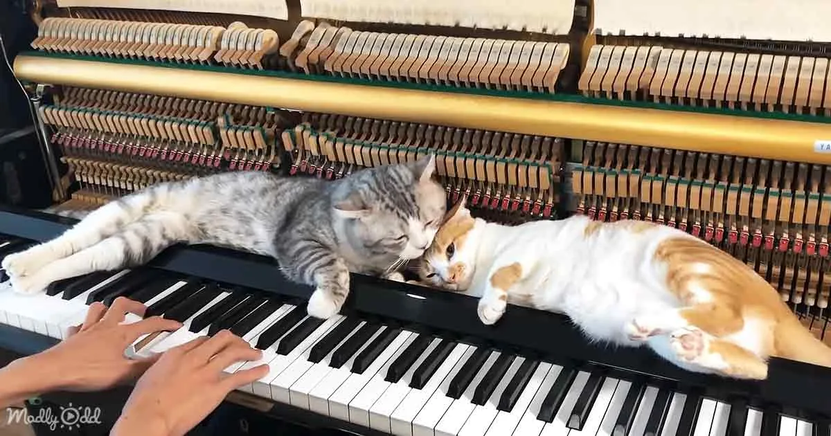 Two cats rest on a piano as a person plays, one gray and white, the other orange and white.