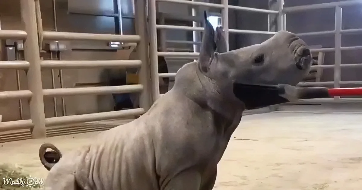A baby rhino stands in a pen, looking up, with its head tilted back and ears perked.