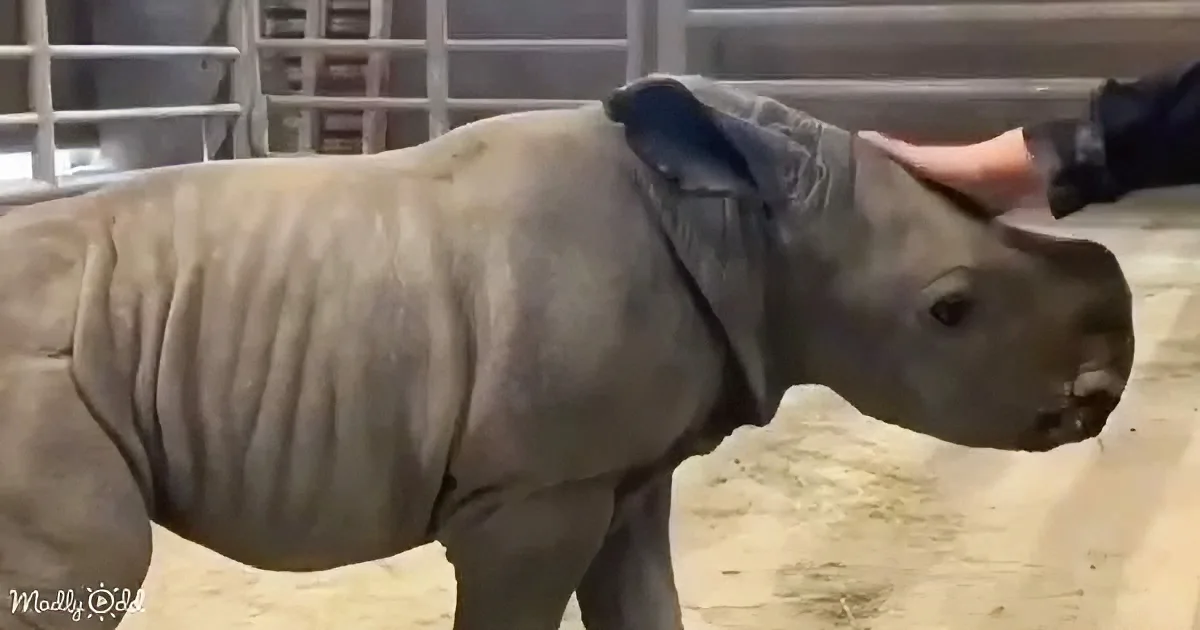 A baby rhino stands in a pen, its skin wrinkled and gray, with a person's hand gently touching its head.